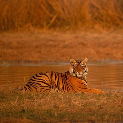 Ranthambore National Park, Rajasthan, Indien (3)