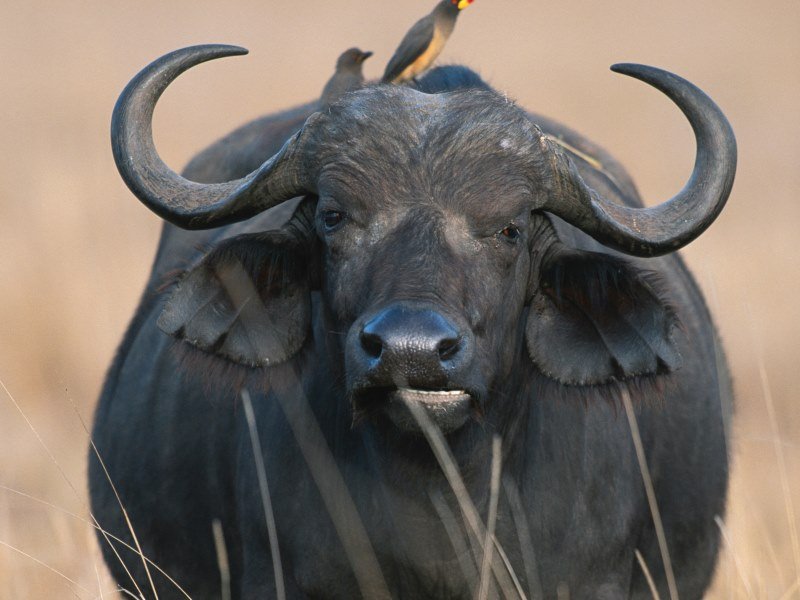 Welche Tiere leben in Indien (1)