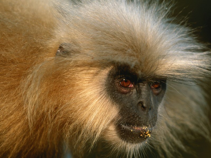 Welche Tiere leben in Indien (2)