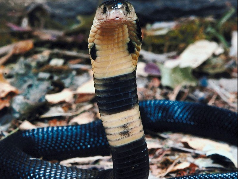 Welche Tiere leben in Indien (4)