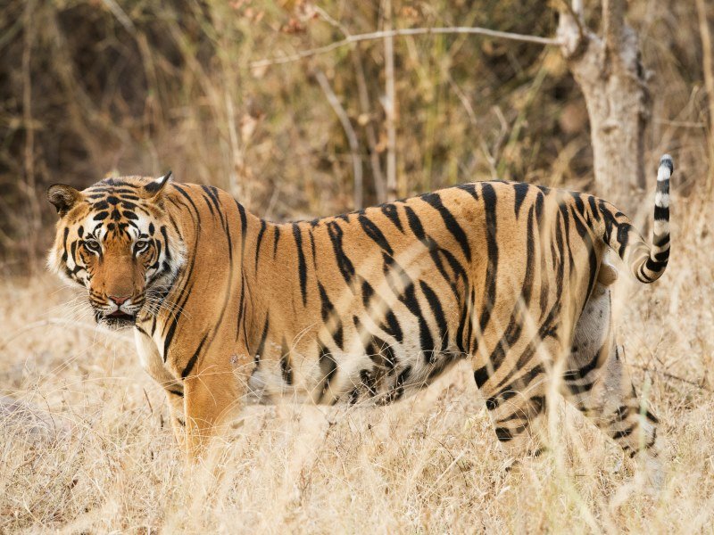 Welche Tiere leben in Indien (5)