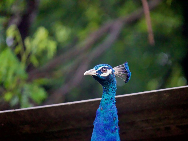 Welche Tiere leben in Indien