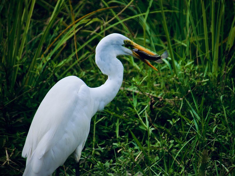 Welche Tiere leben in Indien (7)