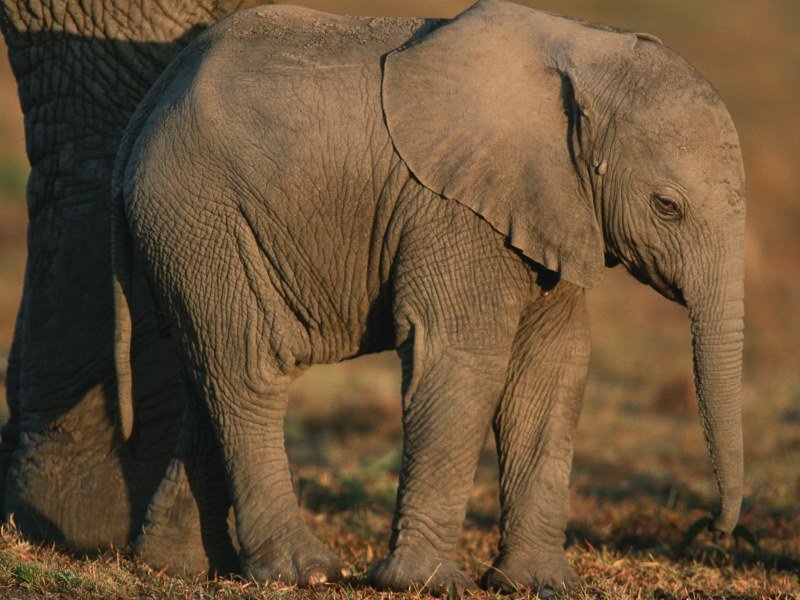 Welche Tiere leben in Indien (9)