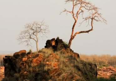 Bandhavgarh-Park - Indien- Einzigartige Tiger-Safari für Weltenbummler 