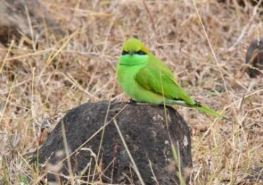 Kanha-National-Park-Madhya-Pradesh-Indien-Vogel- 14 Tage Abenteuer in Indien