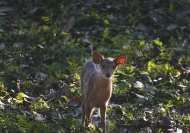 Kaziranga-National-Park-Kanchanjuri-14 Tage Abenteuer in Indien
