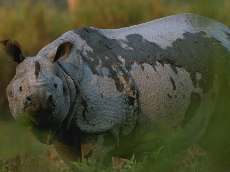 Welche Tiere leben in Indien